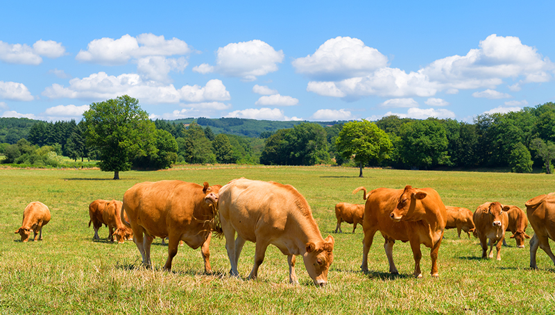 actu-jur-aide-couplee-viande-bovine-rural-6220e65428206244965455.jpg