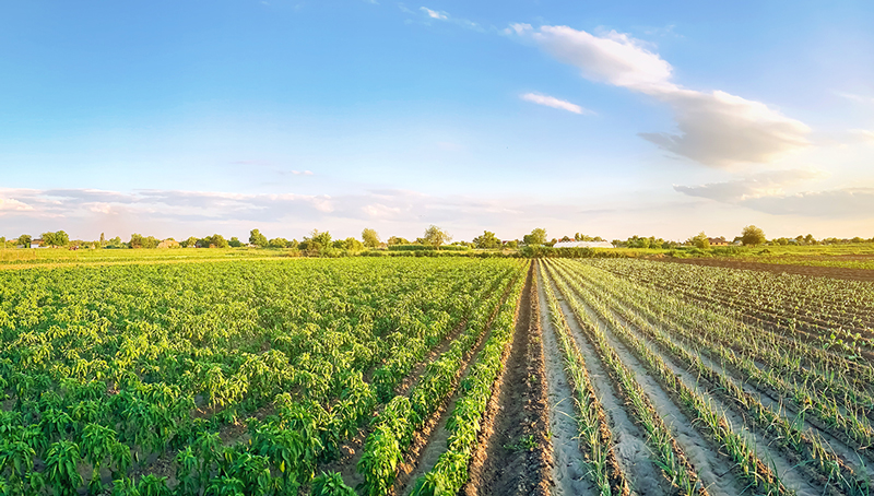 liste-des-cooperatives-agricoles-622860f9993c9246557769.jpg