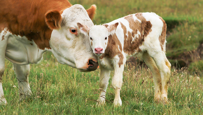 les-montants-des-aides-aux-veaux-sous-la-mere-et-aux-veaux-issus-de-l-agriculture-biologique-623051039b2dd293524707.jpg