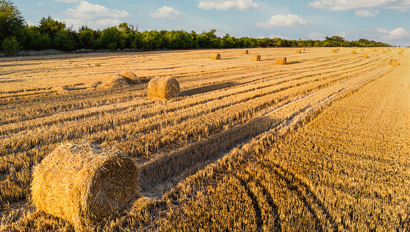 bail-rural-6241b9601ecc2931088442.png