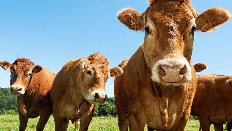 filiere-bovine-admca-6241ba8019588597942675.png