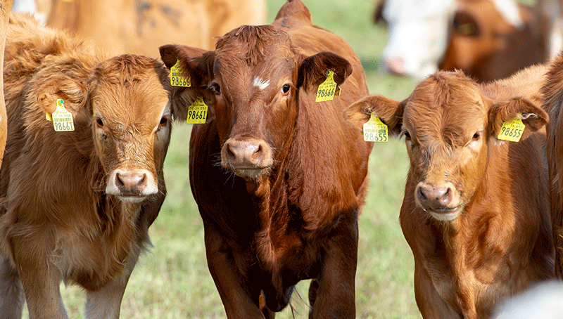 volet-experimentation-relatif-a-l-identification-animale-bovine-6241b9a8c465e899333262.png