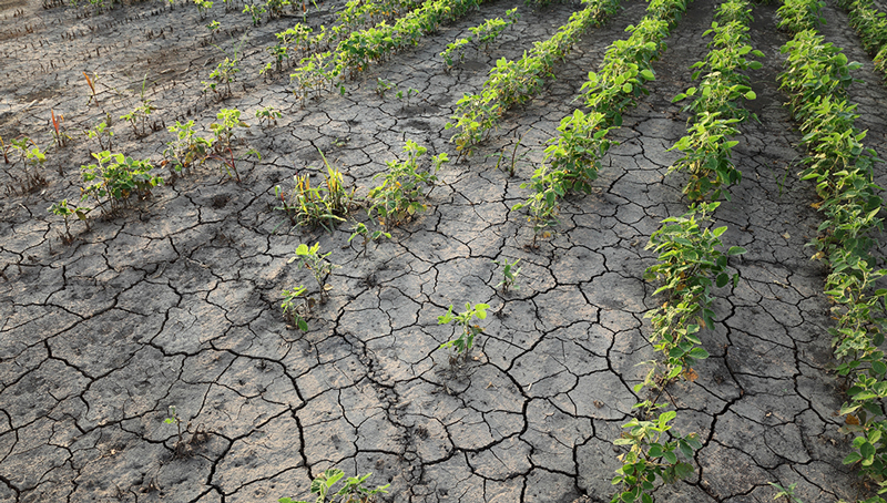 assurance-recolte-contre-les-risques-climatiques-62b58259e67c5950602726.jpg