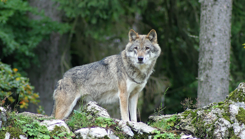 programmation-pac-2023-protection-troupeau-contre-loup-et-ours-63d7b95a15285670125691.jpg