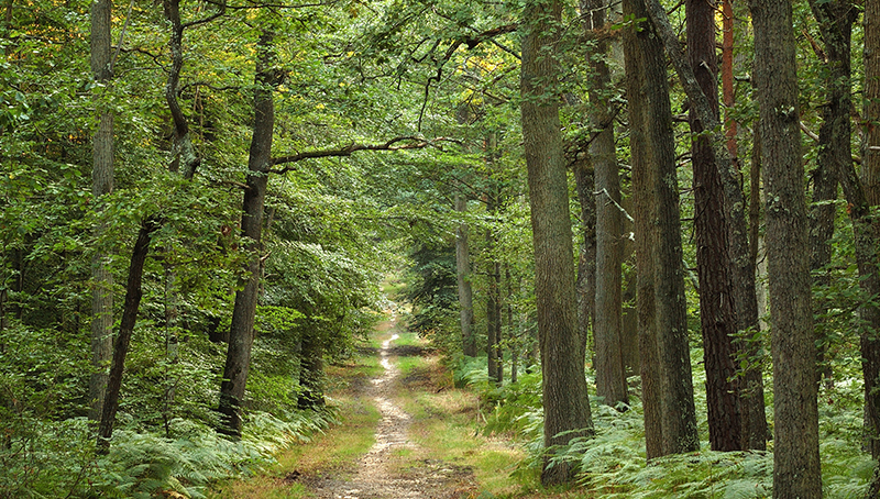 filiere-foret-bois-63eb9f034369a583113964.jpg