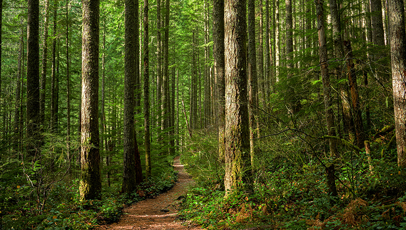 foret-et-bois-63eb9fadd932e302391947.jpg