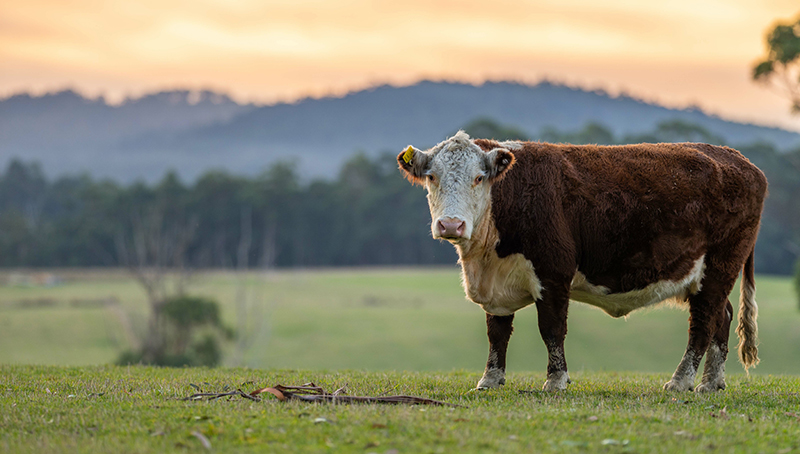 aides-couplees-animales-2023-acces-aides-aux-bovins-643e6150bdd65962456559.jpg