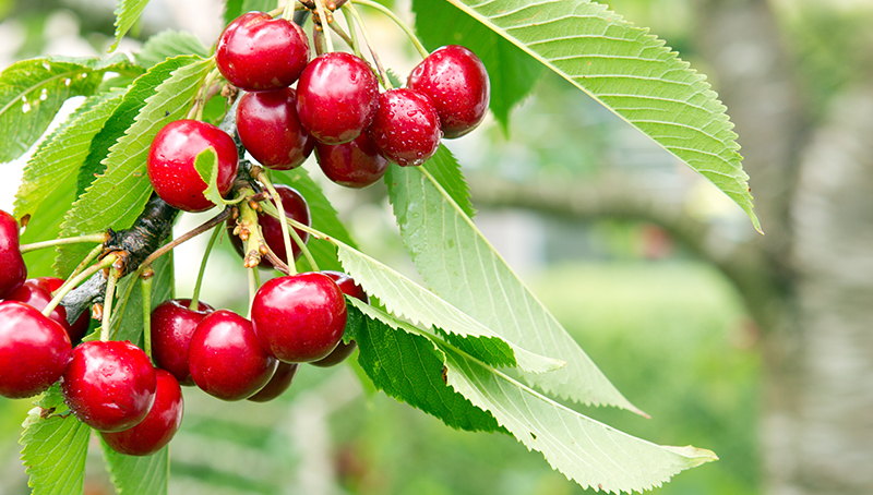 la-france-interdit-limportation-de-cerises-traitees-au-phosmet-643e68a60506a449811797.jpg