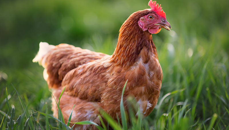 pizootie-d-influenza-aviaire-h5n1-zones-protection-et-surveillance-certains-etats-membres-nouvelle-fois-redefinies-64a40a5db66f7421138444.jpg