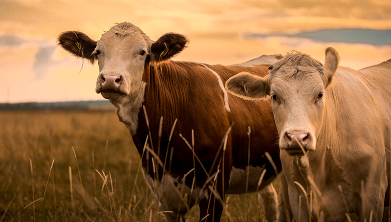 reconduction-interdiction-importation-viandes-issues-animaux-provenant-pays-tiers-ue-ayant-recu-antimicrobiens-64a40ca68065a695333321.jpg