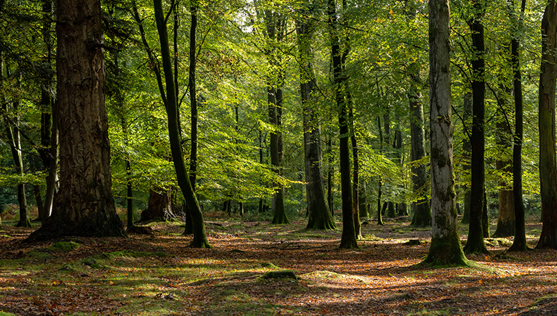 loi-prevention-lutte-contre-risque-incendie-prolonge-elargit-defi-foret-renove-64ba4837daec8188098990.jpg