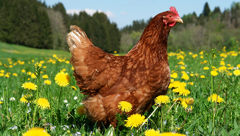 filiere-avicole-consequences-epizootie-influenza-aviaire-h5n1-64be6cfa6498f606699283.jpg